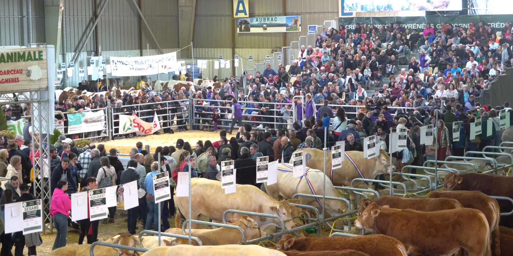 image de présentation - Ring bovins